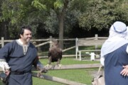 Un falconiere mostra un'aquila reale in una dimostrazione di falconeria